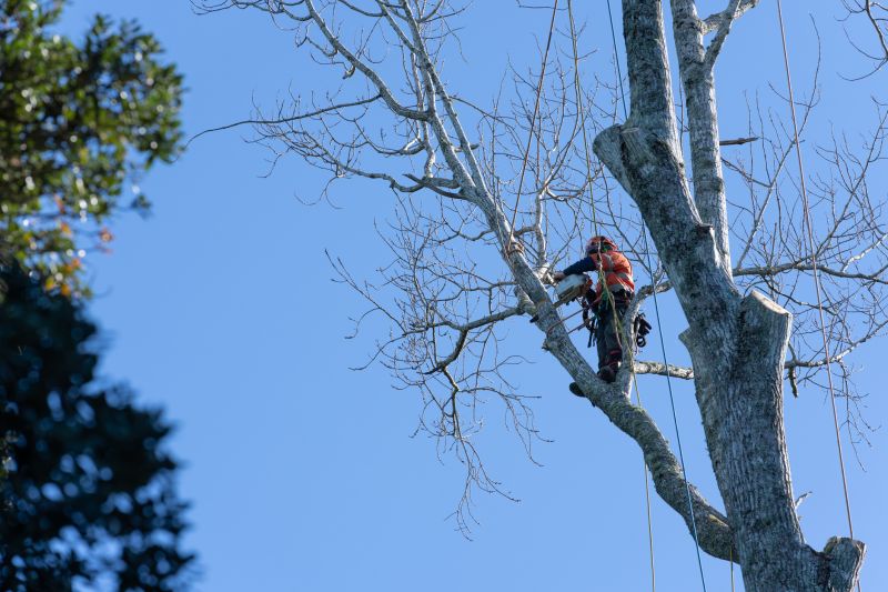 Climbing Tree Trimming