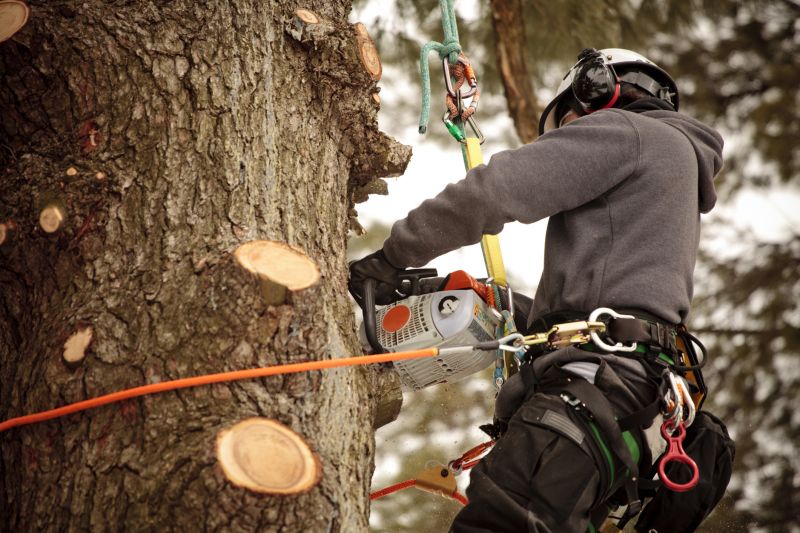 Arborist with Pruning Tools
