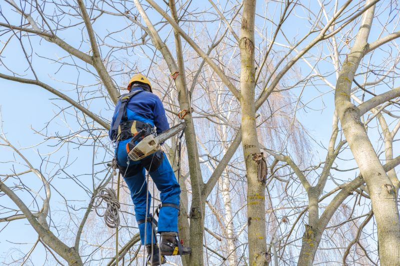 Climbing Tree Trimming