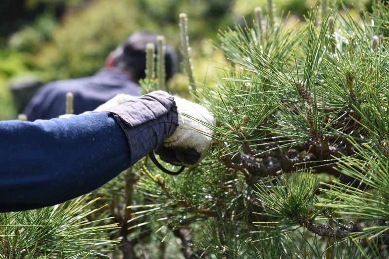 Tree Trimming in Winter