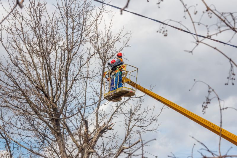 Urban Tree Maintenance