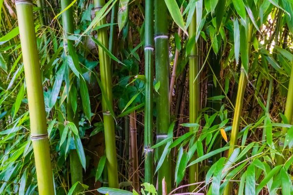 Bamboo Trimming in Boulder