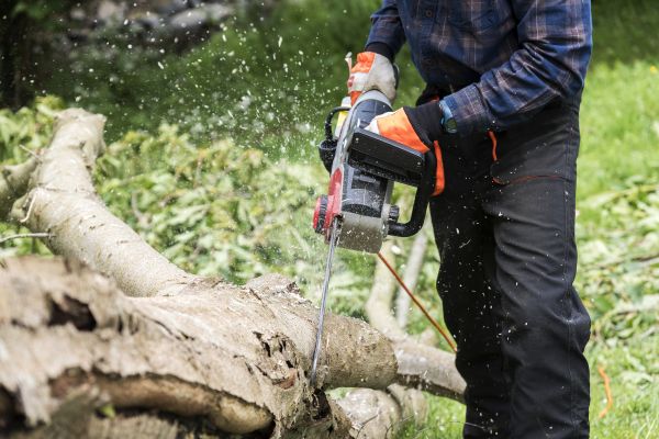 Branch Removal Service in Boulder