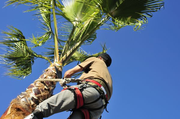 Palm Tree Trimming in Boulder