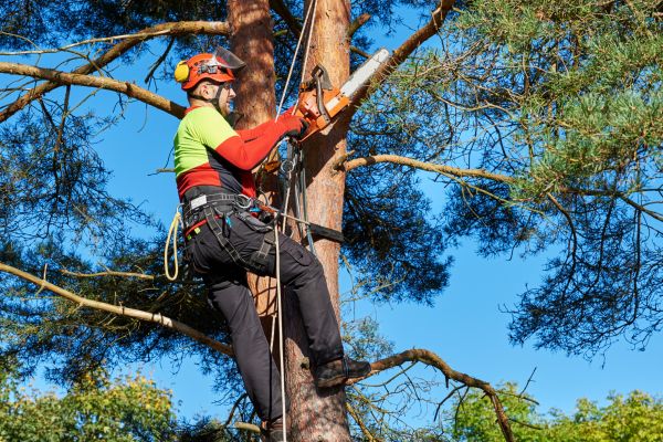 Cost of Tree Service in Boulder