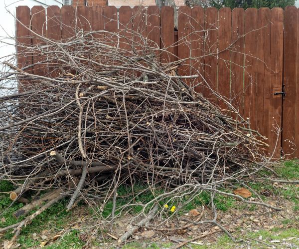 Dead Branch Removal in Boulder