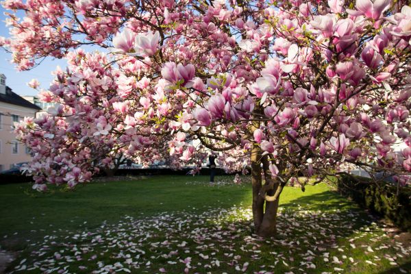 Ornamental Tree Pruning in Boulder