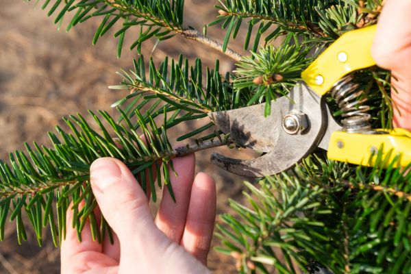 Pine Tree Pruning in Boulder