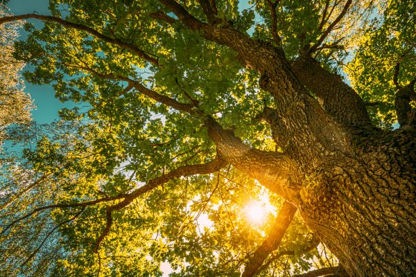 Oak Tree Pruning in Boulder