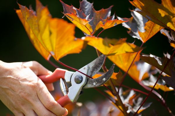 Maple Tree Pruning in Boulder