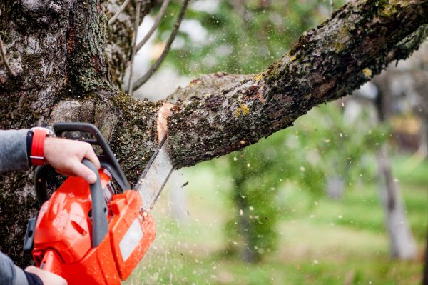 Tree Limbs Removal in Boulder