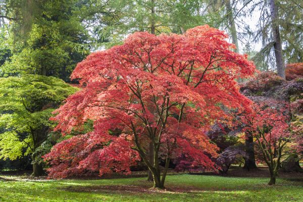 Japanese Maple Pruning in Boulder