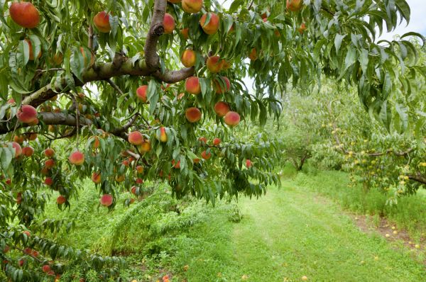 Peach Tree Pruning in Boulder