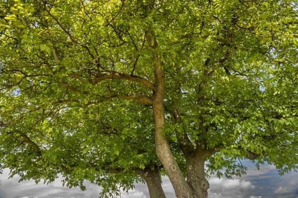 Walnut Tree Trimming in Boulder