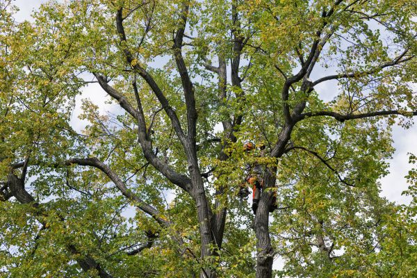 Tree Crown Shaping in Boulder