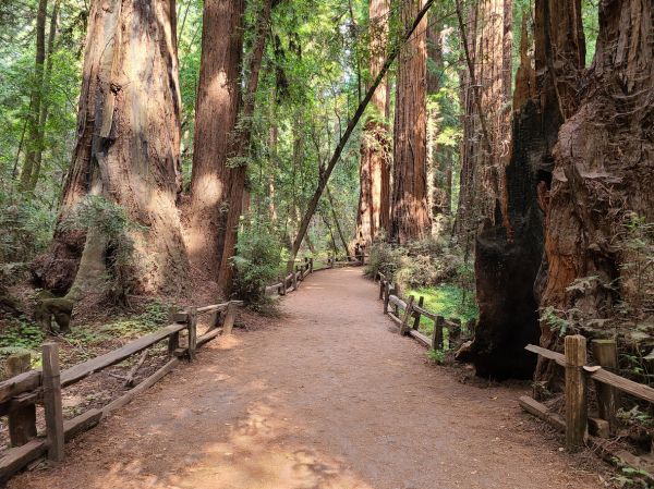 Redwood Tree Pruning in Boulder