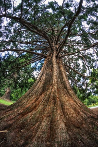 Cedar Tree Pruning in Boulder