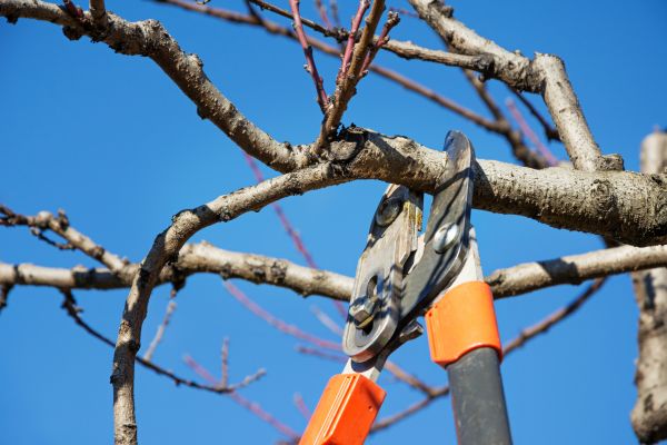 Peach Tree Trimming in Boulder