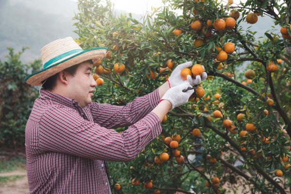 Orange Tree Pruning in Boulder