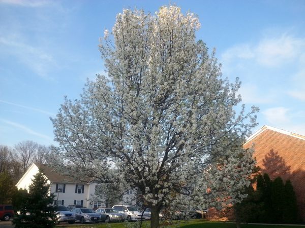 Bradford Pear Tree Pruning in Boulder