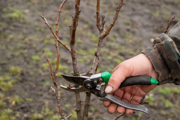 Pear Trees Pruning in Boulder