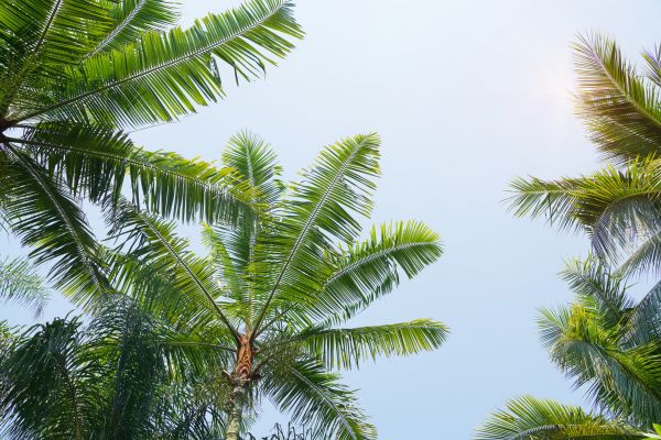 Queen Palm Tree Trimming in Boulder