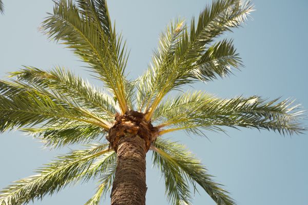 Queen Palm Pruning in Boulder