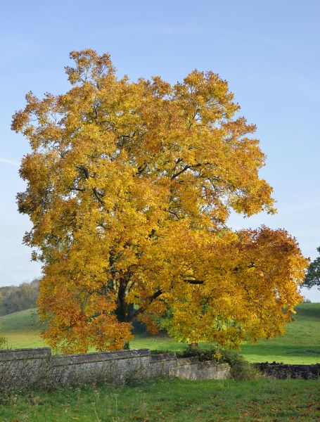 Hickory Tree Trimming in Boulder