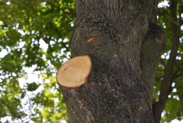 Limb Cutting in Boulder