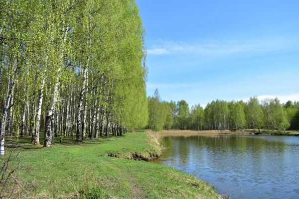 River Birch Pruning in Boulder